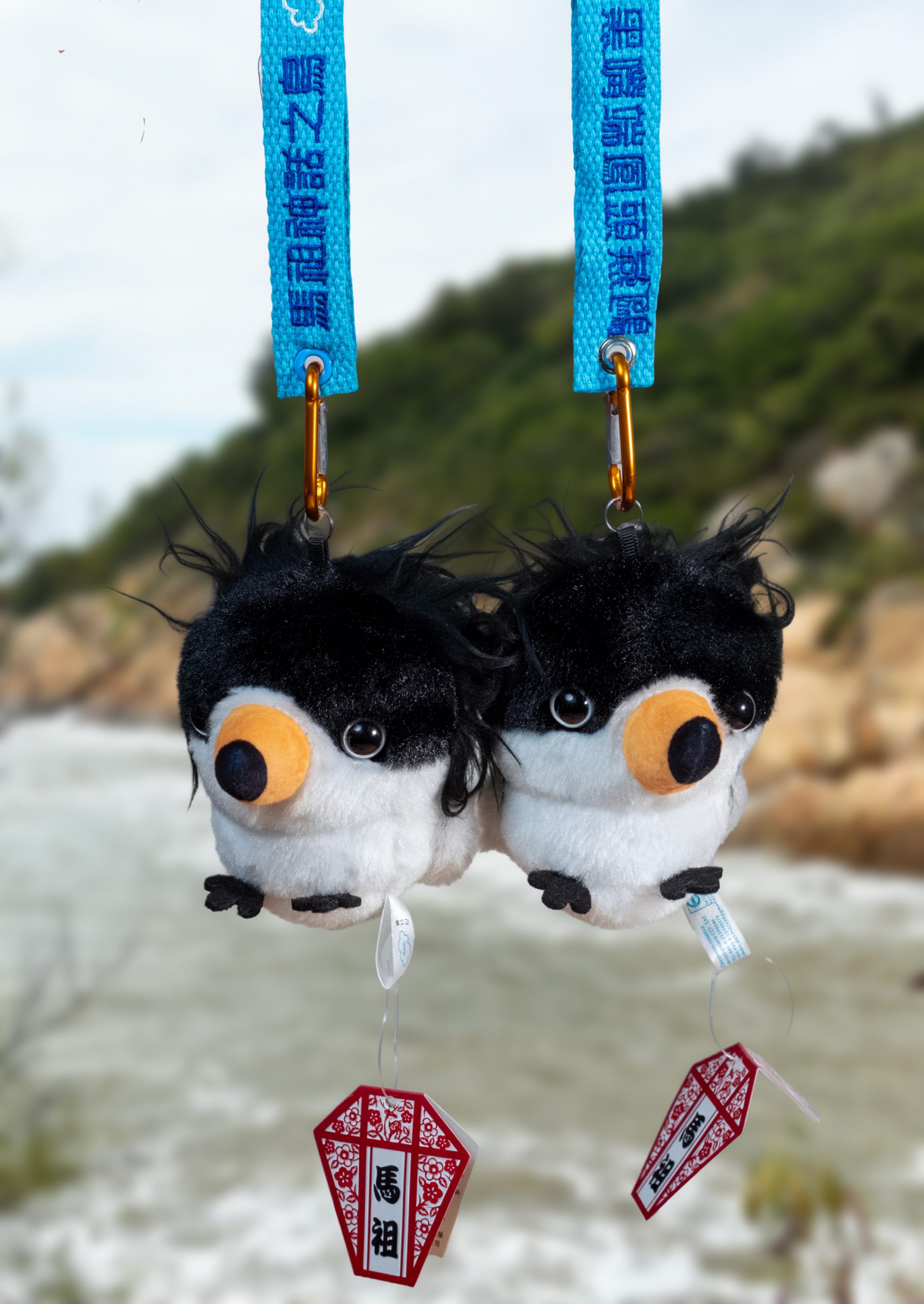 黑嘴端鳳頭燕鷗2